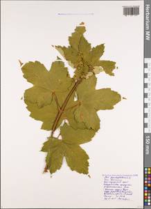 Клен ложноплатановый L., Кавказ, Черноморское побережье (от Новороссийска до Адлера) (K3) (Россия)