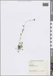 Желтушник, Кавказ, Азербайджан (K6) (Азербайджан)