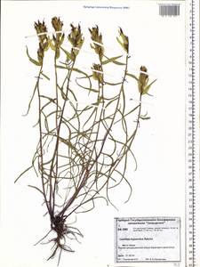 Кастиллея гипарктическая Rebrist., Сибирь, Центральная Сибирь (S3) (Россия)