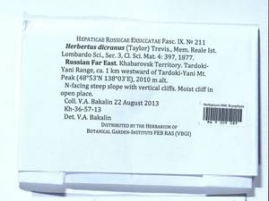 Herbertus dicranus (Taylor) Trevis., Гербарий мохообразных, Мхи - Дальний Восток (без Чукотки и Камчатки) (B20) (Россия)