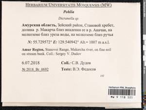 Pohlia, Гербарий мохообразных, Мхи - Дальний Восток (без Чукотки и Камчатки) (B20) (Россия)