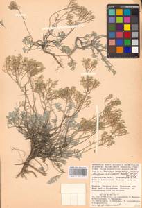 Odontarrhena tortuosa subsp. tortuosa, Восточная Европа, Нижневолжский район (E9) (Россия)