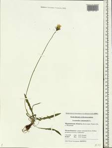 Scorzoneroides autumnalis subsp. autumnalis, Восточная Европа, Северный район (E1) (Россия)