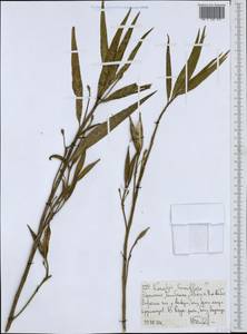 Kanahia laniflora (Forsk.) R. Br., Африка (AFR) (Эфиопия)