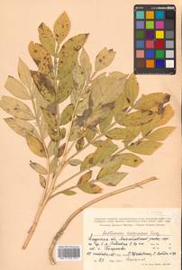 Ясенец мохнатоплодный Turcz., Сибирь, Дальний Восток (S6) (Россия)