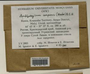Amblystegium serpens (Hedw.) Schimp., Гербарий мохообразных, Мхи - Северный Кавказ и Предкавказье (B12) (Россия)