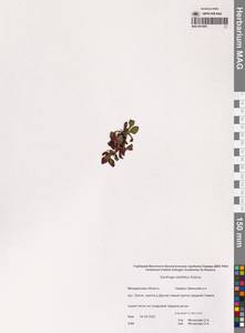 Камнеломка Редовского (Adams) Elven & D.F.Murray, Сибирь, Чукотка и Камчатка (S7) (Россия)