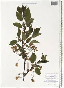 Prunus cerasus subsp. cerasus, Кавказ, Краснодарский край и Адыгея (K1a) (Россия)