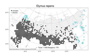 Elymus repens, Пырейник ползучий (L.) Gould, Атлас флоры России (FLORUS) (Россия)