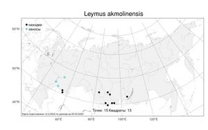 Leymus akmolinensis, Волоснец акмолинский (Drobow) Tzvelev, Атлас флоры России (FLORUS) (Россия)