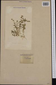Cerastium latifolium L., Западная Европа (EUR) (Швейцария)
