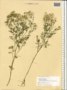 Жерушник лесной (L.) Besser, Восточная Европа, Западный район (E3) (Россия)