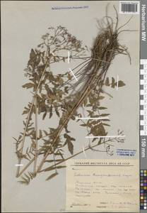 Валериана заенисейская Kreyer, Сибирь, Якутия (S5) (Россия)