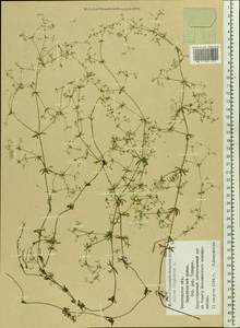 Подмаренник топяной L., Восточная Европа, Северный район (E1) (Россия)