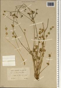 Semenovia tragioides (Boiss.) Manden., Зарубежная Азия (ASIA) (Иран)