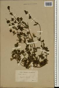 Eclipta alba (L.) Hassk., Зарубежная Азия (ASIA) (Ирак)