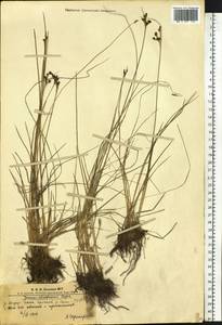 Juncus gerardi subsp. atrofuscus (Rupr.) Printz, Сибирь, Алтай и Саяны (S2) (Россия)