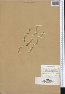 Selaginoides spinulosa (A. Braun ex Döll) Li Bing Zhang & X. M. Zhou, Западная Европа (EUR) (Франция)
