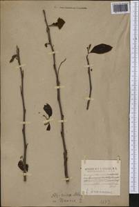 Asimina triloba (L.) Dunal, Америка (AMER) (США)