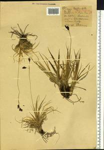 Осока узкоплодная Turcz. ex V.I.Krecz., Сибирь, Западный (Казахстанский) Алтай (S2a) (Казахстан)