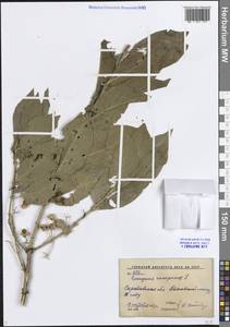 Бересклет европейский L., Восточная Европа, Нижневолжский район (E9) (Россия)