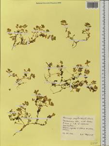 Гонкения бутерлаковидная (L.) Ehrh., Сибирь, Западная Сибирь (S1) (Россия)
