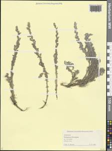 Полынь, Кавказ, Ставропольский край, Карачаево-Черкесия, Кабардино-Балкария (K1b) (Россия)