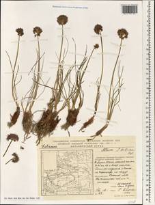 Allium przewalskianum Regel, Зарубежная Азия (ASIA) (КНР)