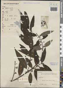 Litsea cubeba (Lour.) Pers., Зарубежная Азия (ASIA) (КНР)