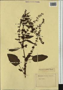 Rumex patientia subsp. orientalis Danser, Западная Европа (EUR) (Неизвестно)