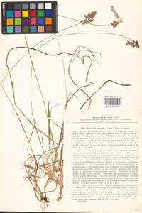 Anthoxanthum australe (Schrad.) Veldkamp, Восточная Европа, Северо-Западный район (E2) (Россия)