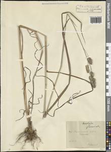 Ежа сборная L., Кавказ, Северная Осетия, Ингушетия и Чечня (K1c) (Россия)
