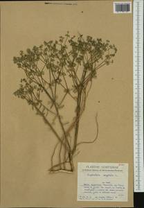 Euphorbia segetalis L., Западная Европа (EUR) (Португалия)