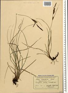 Carex flacca subsp. erythrostachys (Hoppe) Holub, Кавказ, Черноморское побережье (от Новороссийска до Адлера) (K3) (Россия)