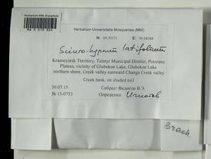Sciuro-hypnum latifolium (Kindb.) Ignatov & Huttunen, Гербарий мохообразных, Мхи - Красноярский край, Тыва и Хакасия (B17) (Россия)