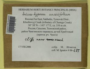 Sciuro-hypnum uncinifolium (Broth. & Paris) Ochyra & Żarnowiec, Гербарий мохообразных, Мхи - Дальний Восток (без Чукотки и Камчатки) (B20) (Россия)