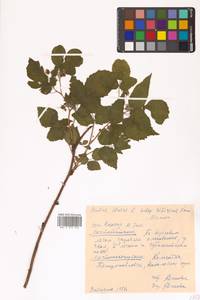 Rubus idaeus subsp. idaeus, Сибирь, Чукотка и Камчатка (S7) (Россия)