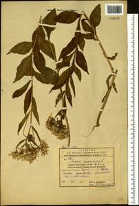 Крестовник дубравный L., Сибирь, Дальний Восток (S6) (Россия)