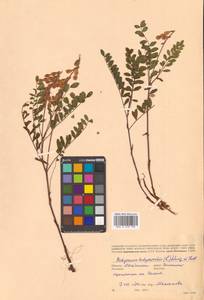 Копеечник копеечниковый (L.) Schinz & Thell., Сибирь, Чукотка и Камчатка (S7) (Россия)