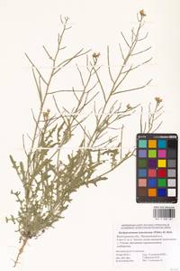 Стеригма каспийская (Lam.) Kuntze, Восточная Европа, Нижневолжский район (E9) (Россия)