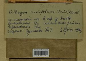 Calliergon cordifolium (Hedw.) Kindb., Гербарий мохообразных, Мхи - Центральное Нечерноземье (B6) (Россия)