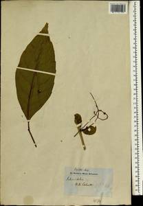 Allophylus cobbe (L.) Raeusch, Зарубежная Азия (ASIA) (Индия)