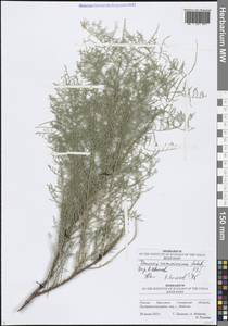 Гребенщик многоветвистый, Гребенщик ветвистый Ledeb., Восточная Европа, Средневолжский район (E8) (Россия)