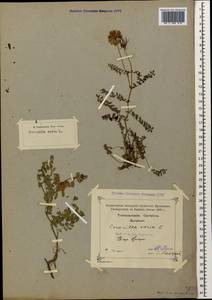 Вязель пестрый, Вязель разноцветный L., Кавказ, Грузия (K4) (Грузия)