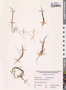 Штукения нитевидная, Рдест нитевидный (Pers.) Börner, Сибирь, Чукотка и Камчатка (S7) (Россия)