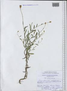 Сухоцвет цилиндрический Sibth. & Sm., Кавказ, Южная Осетия (K4b) (Южная Осетия)
