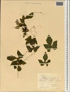 Cucurbitaceae, Африка (AFR) (Эфиопия)