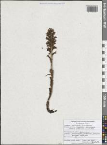 Гнездовка настоящая, Гнездовка обыкновенная (L.) Rich., Восточная Европа, Центральный лесостепной район (E6) (Россия)