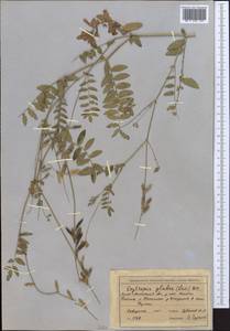 Остролодочник голый DC., Средняя Азия и Казахстан, Муюнкумы, Прибалхашье и Бетпак-Дала (M9) (Казахстан)