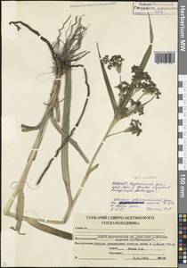 Камыш лесной L., Кавказ, Северная Осетия, Ингушетия и Чечня (K1c) (Россия)